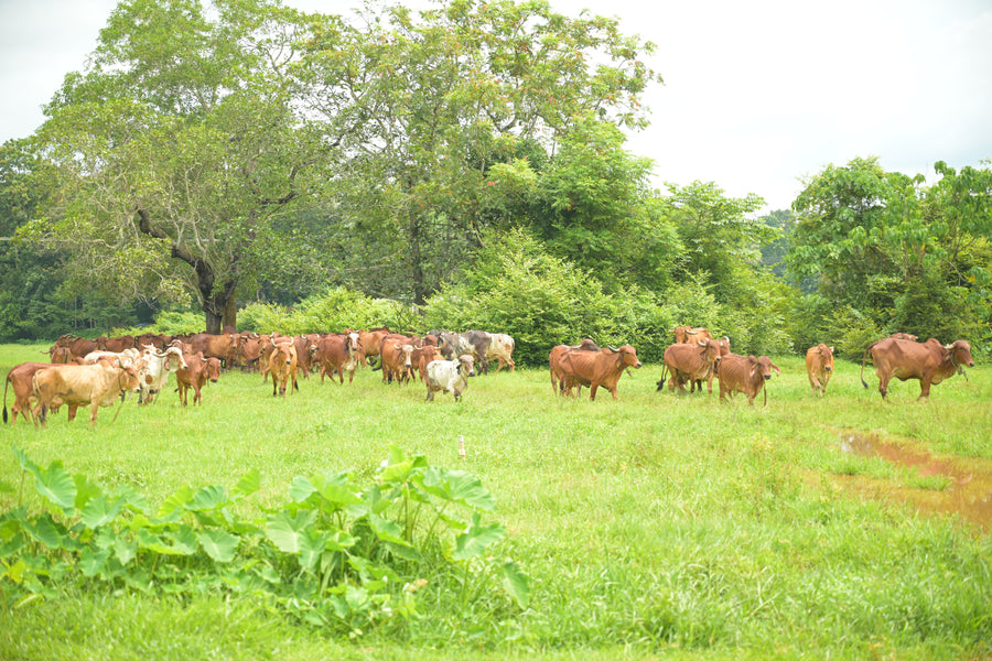 प्राकृतिक चरागाहों की विशाल भूमि
